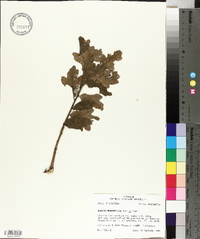 Quercus margarettiae image