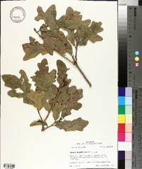 Quercus margarettiae image