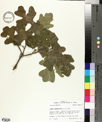 Quercus margarettiae image