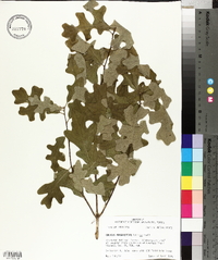 Quercus margarettiae image