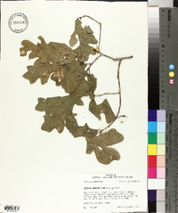 Quercus margarettiae image