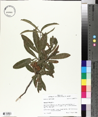 Quercus phellos image