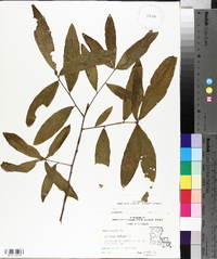 Quercus phellos image