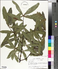 Quercus phellos image