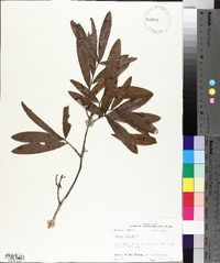 Quercus phellos image