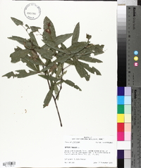 Quercus phellos image