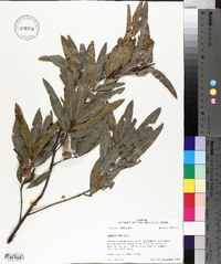 Quercus phellos image