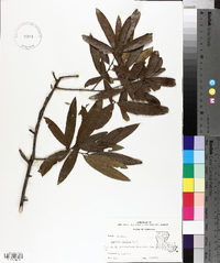 Quercus phellos image