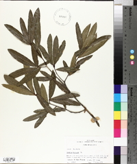 Quercus phellos image