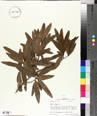 Quercus phellos image