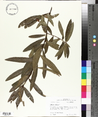 Quercus phellos image