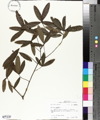 Quercus phellos image