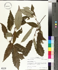 Quercus prinoides image