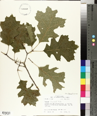 Quercus shumardii image