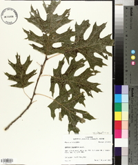 Quercus shumardii image