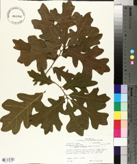Quercus stellata var. mississippiensis image