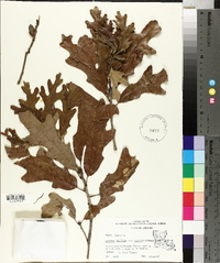 Quercus stellata var. mississippiensis image