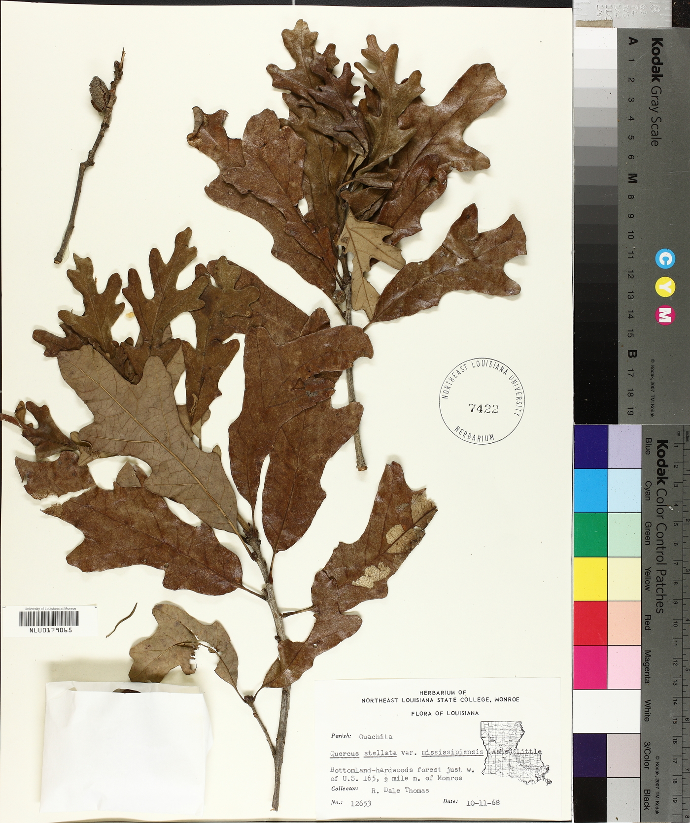 Quercus stellata var. mississippiensis image