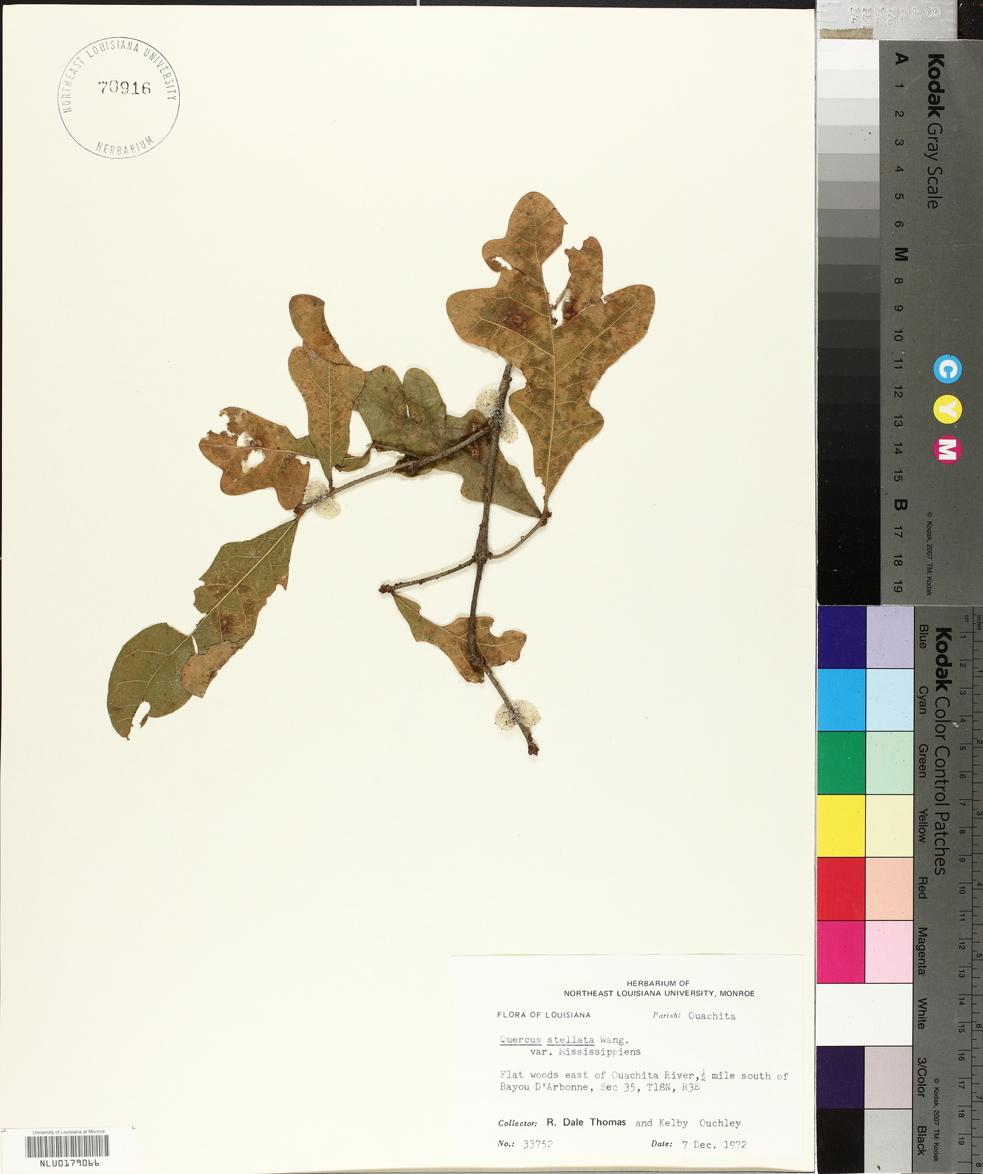 Quercus stellata var. mississippiensis image