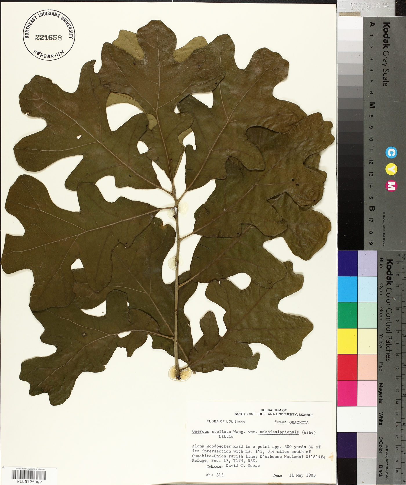 Quercus stellata var. mississippiensis image