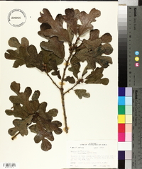 Quercus margarettiae image