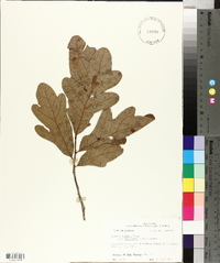 Quercus margarettiae image