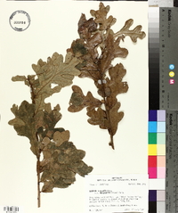 Quercus margaretta image