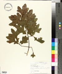 Quercus margaretta image