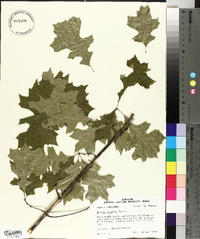 Quercus shumardii image