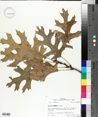 Quercus shumardii image