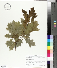 Quercus shumardii image