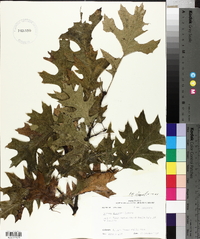 Quercus shumardii image