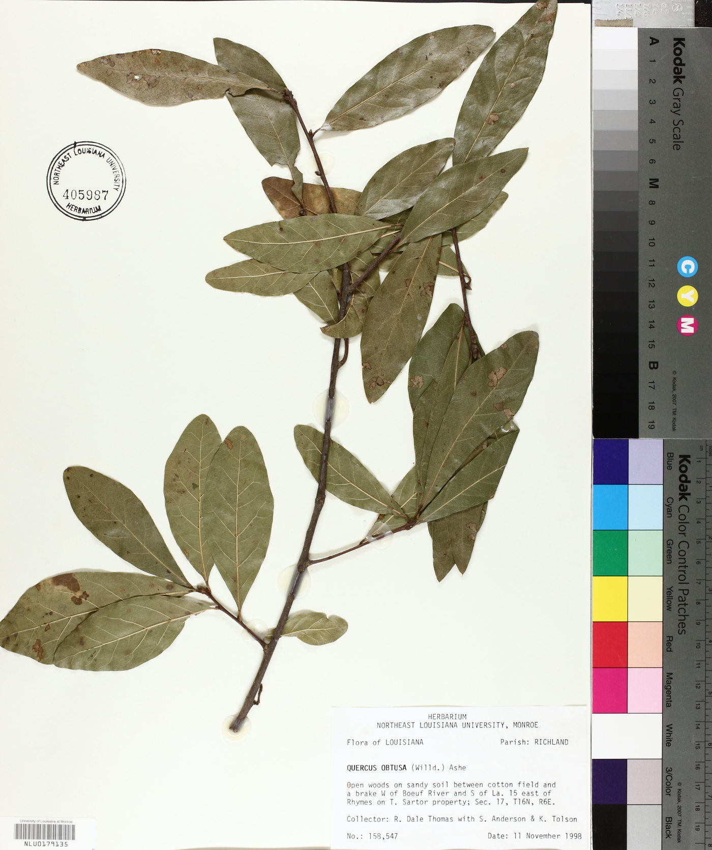 Quercus obtusa image