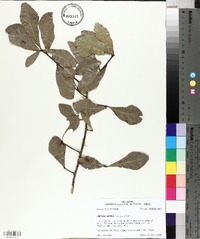 Quercus obtusa image