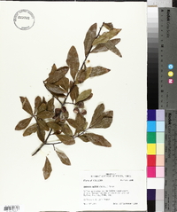 Quercus obtusa image