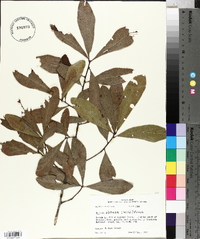 Quercus obtusa image