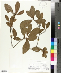 Quercus obtusa image