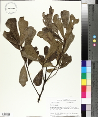 Quercus obtusa image