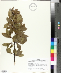 Quercus obtusa image