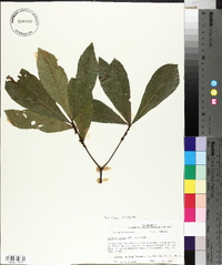 Quercus obtusa image