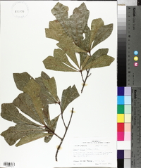 Quercus obtusa image