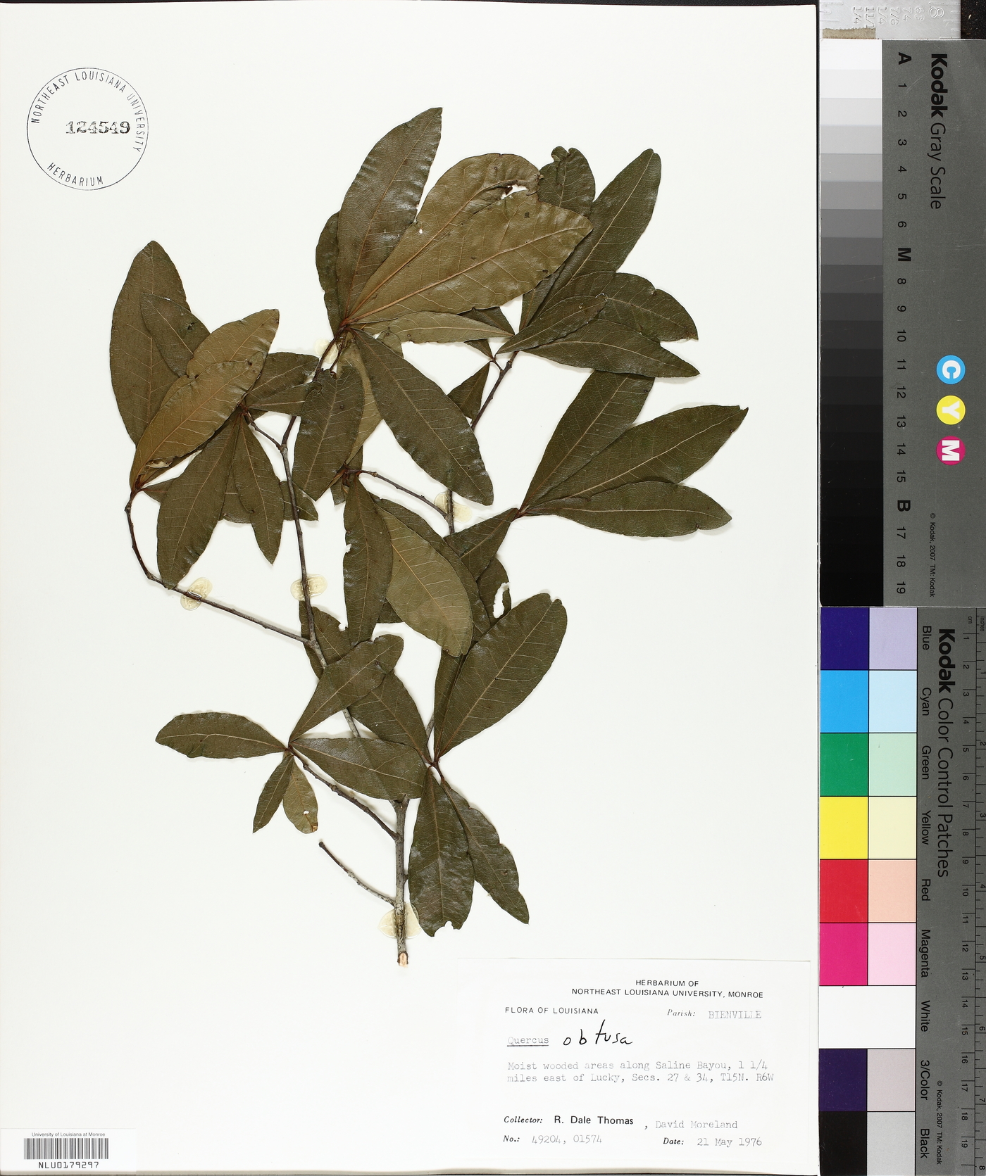 Quercus obtusa image
