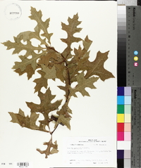 Quercus palustris image