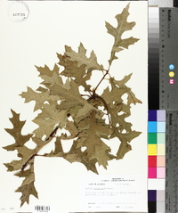 Quercus palustris image