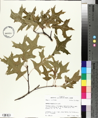 Quercus palustris image