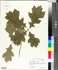 Quercus texana image