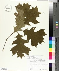 Quercus texana image