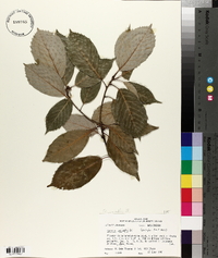 Quercus variabilis image