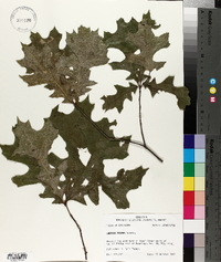 Quercus texana image