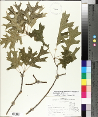 Quercus texana image